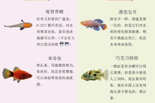 养鱼风水的忌讳有哪些呢