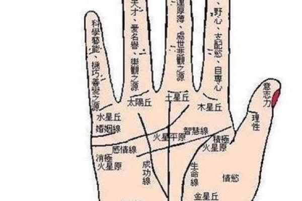 看手相算命大师免费下载 看手相算命大师免费下载