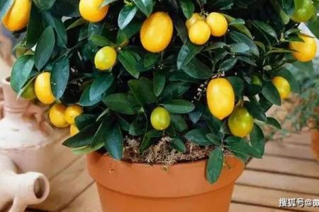 风水死人上供忌讳摆放什么水果