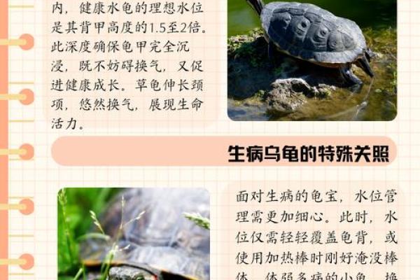 乌龟一般养几只吉利养龟风水养单数还是双数好 乌龟一般养几只吉利养龟风水养单数还是双数好