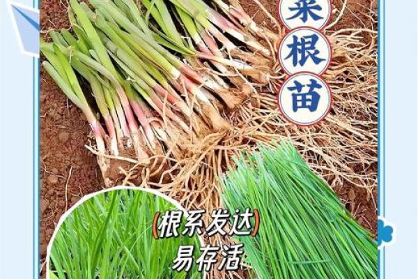 风水院子_韭菜种在院子有甚么寓意 风水院子_韭菜种在院子有甚么寓意