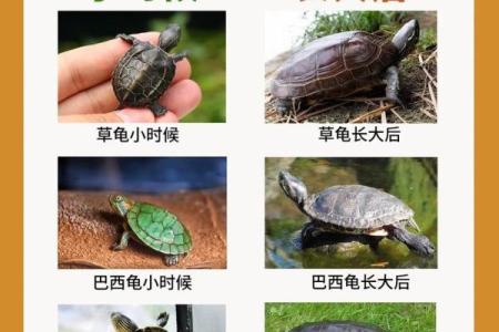 乌龟一般养几只吉利养龟风水养单数还是双数好