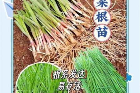 风水院子_韭菜种在院子有甚么寓意