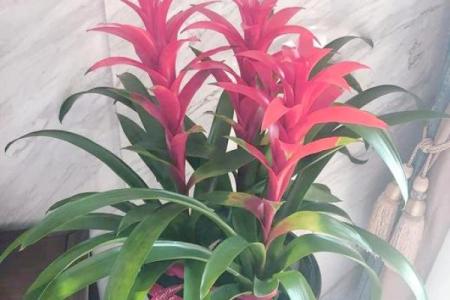 风水什么花能带来好运气吸引财富