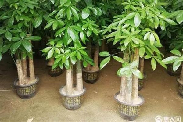 阳台植物摆放旺财风水