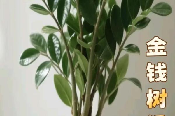 金钱木 风水 金钱木 风水