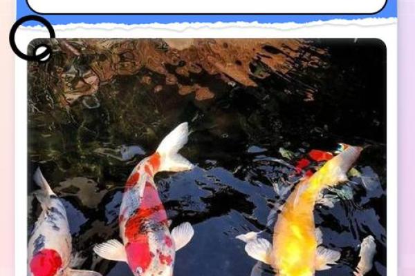 风水观点养鱼养几条旺财风水 风水观点养鱼养几条旺财风水