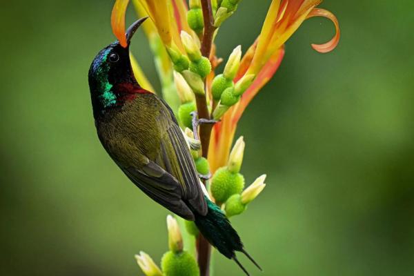 测试小鸟的名字吉凶 测试小鸟的名字吉凶