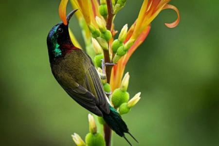 测试小鸟的名字吉凶