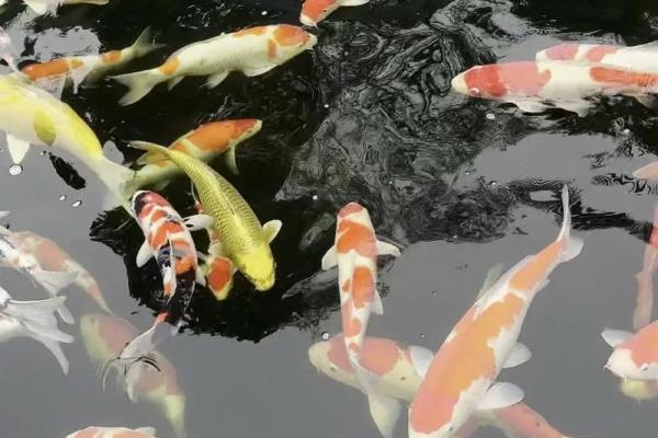 锦鲤鱼混养风水