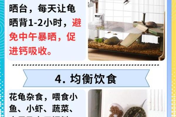 办公室养龟有什么风水说法讲究