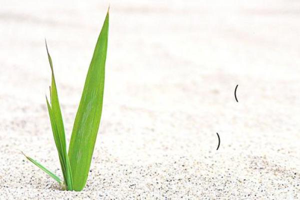 吕祖灵签抽签74 吕祖灵签抽签74