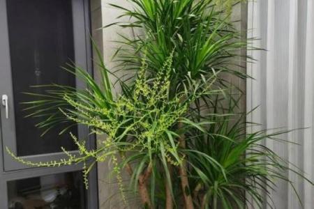 假花放在哪里不会影响家里风水呢