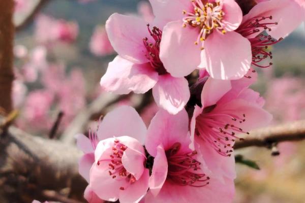 这几类家居风水，容易招野桃花