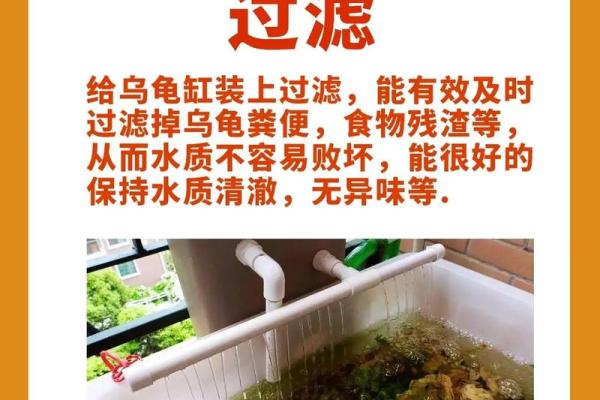 养龟风水_为什么卧室里面不能养乌龟