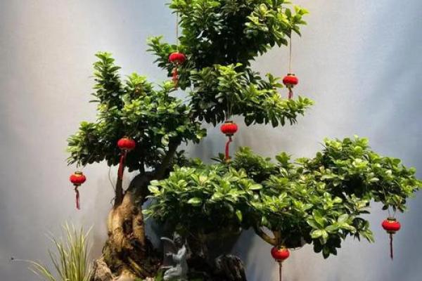 盆景风水_家里摆放什么盆景更好