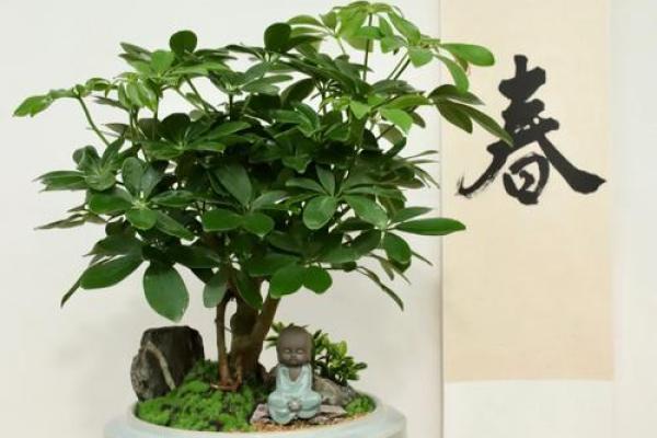 盆景风水_家里摆放什么盆景更好