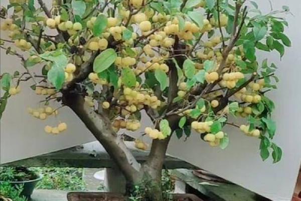 在家里种植哪些果树能符合风水规律