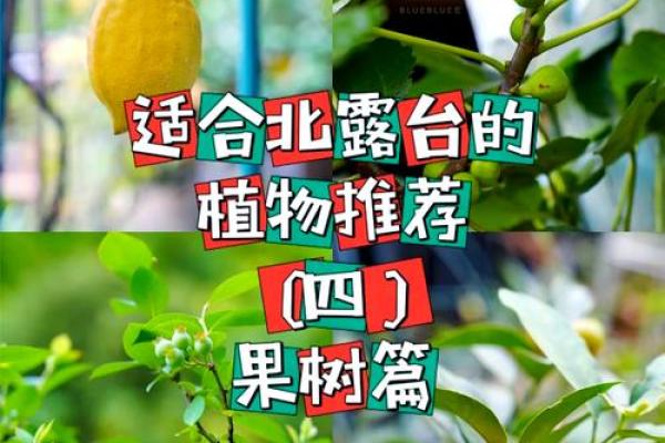 在家里种植哪些果树能符合风水规律