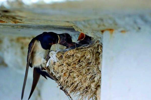 专挑富贵人家筑巢，燕子看风水