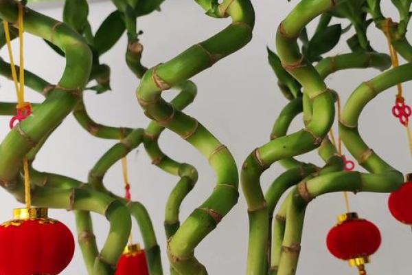 家庭风水家里种黄金竹好吗招财聚宝