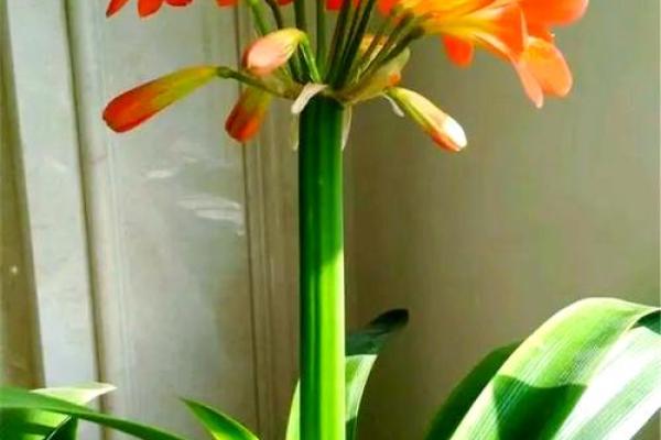 需重视风水十大吉祥花忌讳禁忌