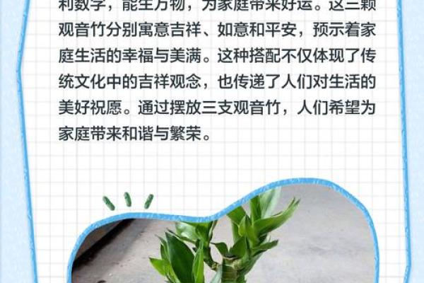 平安竹的风水作用 平安竹的风水作用