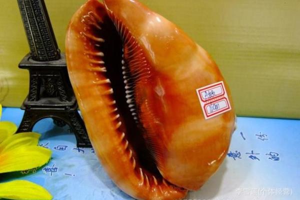 哪种贝壳风水作用