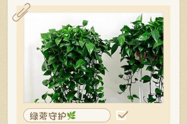 绿萝风水好吗