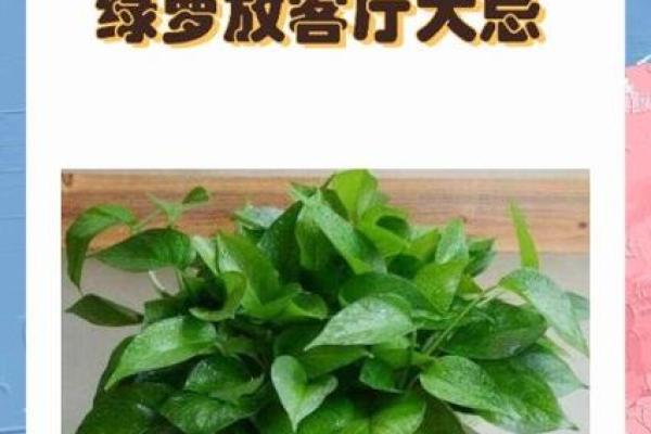 绿萝风水好吗