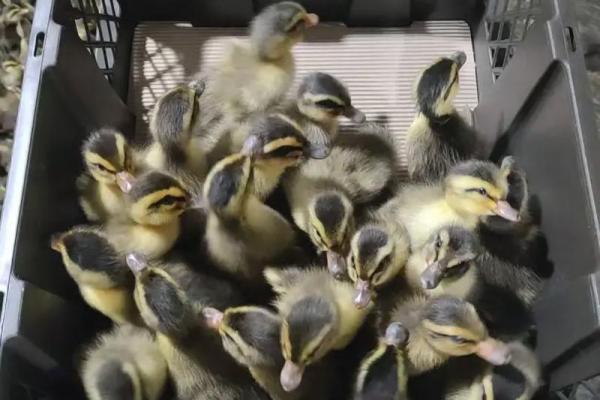 风水房子右边养鸭子好吗