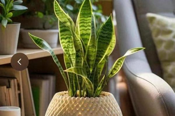 关于家庭适合养什么花对风水好