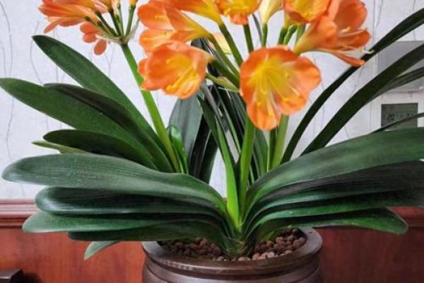 关于家庭适合养什么花对风水好