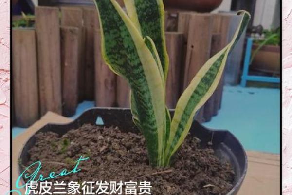 翠兰风水寓意 翠兰风水寓意