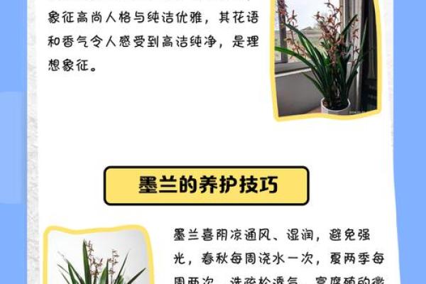 翠兰风水寓意 翠兰风水寓意