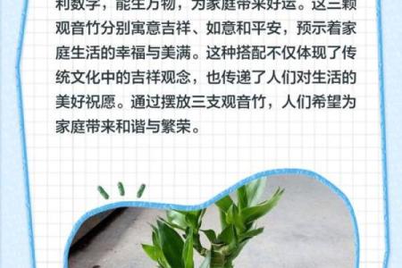 观音竹摆放禁忌是什么 观音竹摆放有哪些禁忌