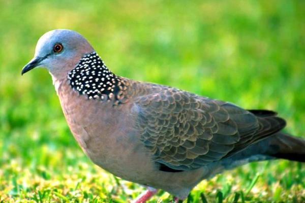 斑鸠的风水作用 斑鸠的风水作用