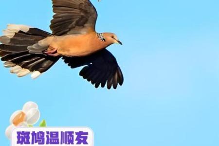 斑鸠的风水作用