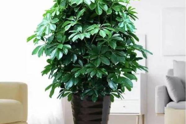 风水家里最旺财的三种树是什么