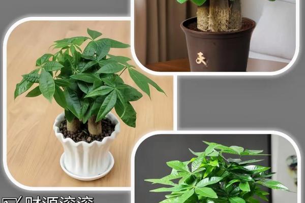 风水家里最旺财的三种树是什么