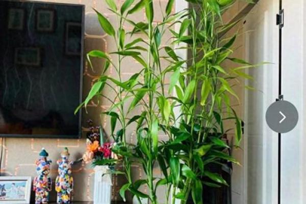 家居风水 一进门摆什么植物最好-