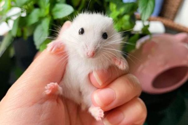 家里养仓鼠对风水好吗