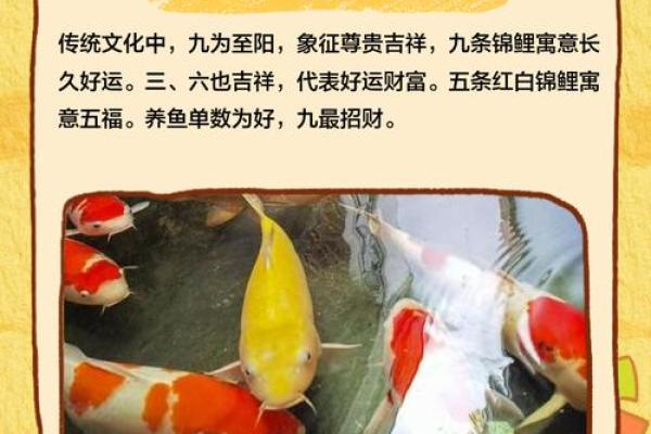 家庭中养鱼，要注意的风水详解