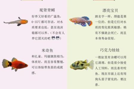 家庭中养鱼，要注意的风水详解