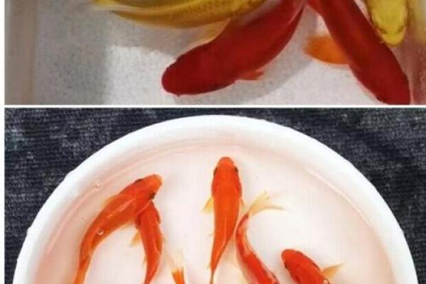 属兔人最适合养什么风水鱼？