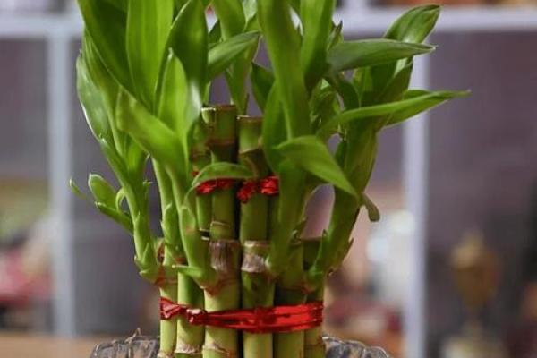 可以增旺宅运的家居风水装饰物有哪些？摆放有什么讲究！