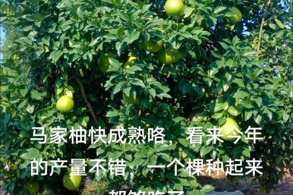 房子屋顶能种柚子树吗风水