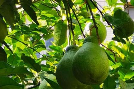 房子屋顶能种柚子树吗风水