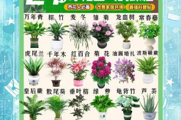 室内盆栽植物的介绍和风水作用