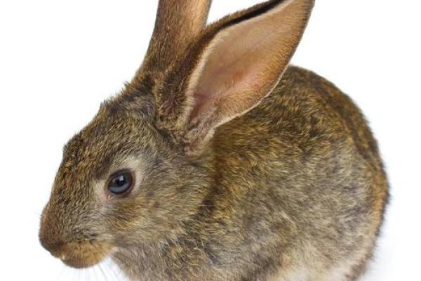 兔子八字腿